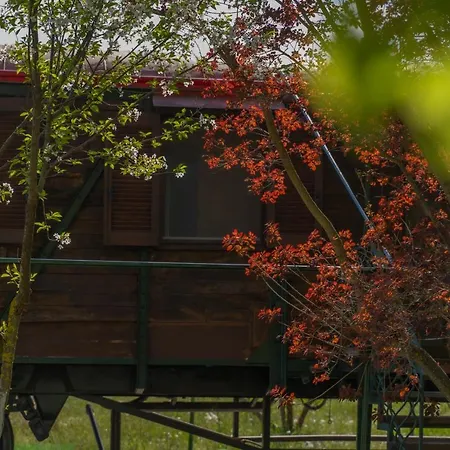 Train In The Forest Аридая